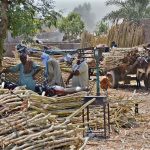 Labourers are busy loading sugarcane onto a donkey cart at the sugarcane market for transportation