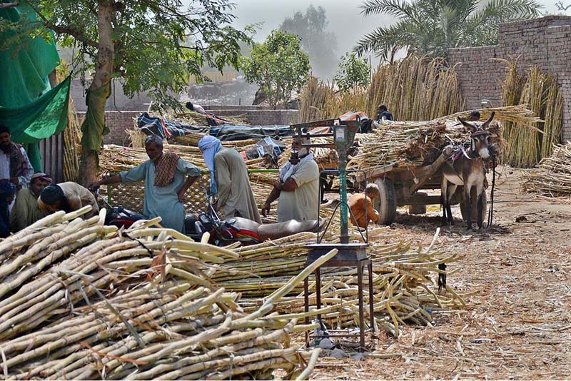 Labourers are busy loading sugarcane onto a donkey cart at the sugarcane market for transportation