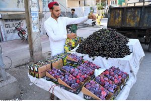 A street vendor displays fresh cherries and plums to attract customers.