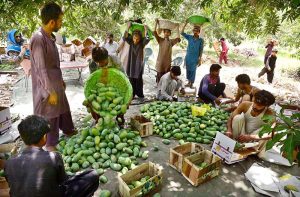 Labourers pick mangoes from a tree for delivery to a fruit market near Tando Jam.