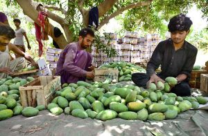 Labourers pick mangoes from a tree for delivery to a fruit market near Tando Jam.