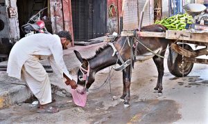 A man gives water to a donkey using a shopper (plastic bag) at Lucky Adda, as scorching summer temperatures prompt residents to show compassion towards animals enduring the heat.