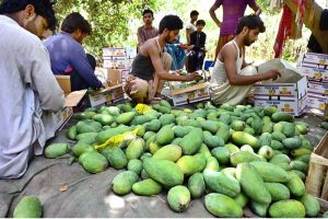 Labourers pick mangoes from a tree for delivery to a fruit market near Tando Jam.