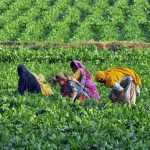 Women farmers are busy routine work in their field