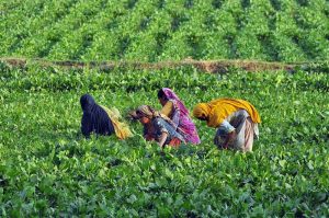 Women farmers are busy routine work in their field
