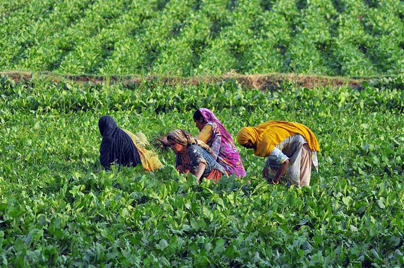 Women farmers are busy routine work in their field