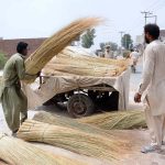 Labourers are loading bundles of brooms onto a loader rickshaw for delivery to local markets for trading and transportation