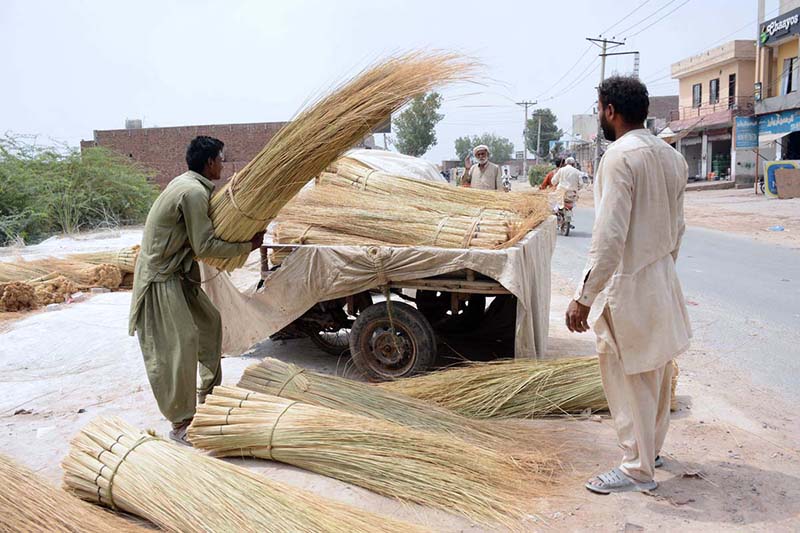 Labourers are loading bundles of brooms onto a loader rickshaw for delivery to local markets for trading and transportation