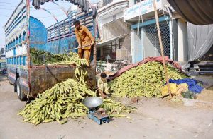 A Labourer busy unloading fresh corn cobs from the delivery truck at vegetable market.