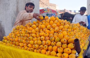 A vendor arranges and displays fresh mangoes at a roadside stall, attracting customers as the summer fruit season reaches its peak in the city.