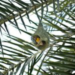 A sparrow busily weaves its nest on a palm tree branch, gathering nesting material and creating a safe haven amid the city's surroundings