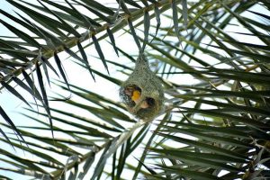 A sparrow busily weaves its nest on a palm tree branch, gathering nesting material and creating a safe haven amid the city's surroundings
