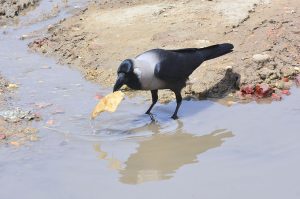 A crow is picking food from the water at the local park.
