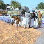 Farmers pack freshly threshed maize into sacks for delivery to markets across the country during the post-harvest season on the outskirts of the city