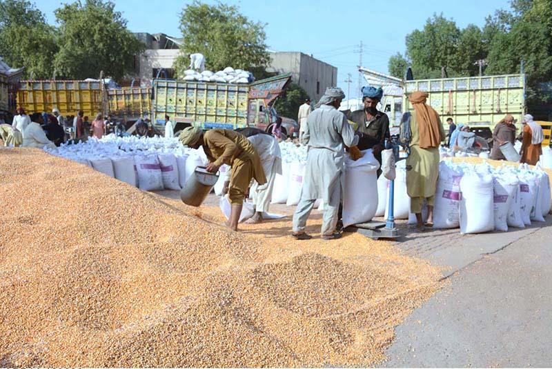 Farmers pack freshly threshed maize into sacks for delivery to markets across the country during the post-harvest season on the outskirts of the city