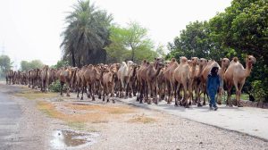 A shepherd leads his camels along the Southern Bypass while returning home after grazing them on the outskirts of the city.