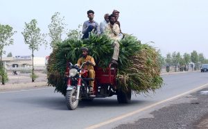 A loader rickshaw carries freshly cut green fodder as farmers sit on top of the load while travelling to their destination.