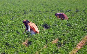 Rural women work diligently in an agricultural field, contributing vital labor to farming activities under the scorching sun. Women play a foundational role in the region's agricultural sector, helping sustain local food production and supporting rural livelihoods.