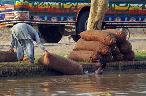 Laborers wash sacks of freshly harvested taro root (Arbi) in a canal along the roadside to clean them before sending the produce to the local market.