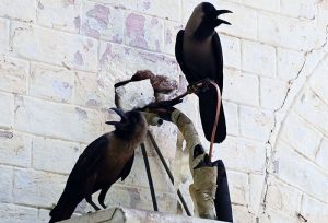 Crows are sitting on air-condition outdoor unit with their beaks open because of the scorching heat in the city.