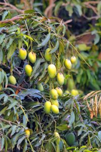 Unripe mangoes hang at a lush orchard ahead of the harvesting season in Multan, renowned for producing premium varieties including Chaunsa, Anwar Ratol, Langra and Dusehri.