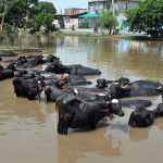 Buffaloes cool off in a canal to escape the intense summer heat on the outskirts of the city, as soaring temperatures continue to affect daily life and livestock