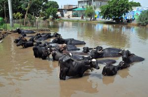 Buffaloes cool off in a canal to escape the intense summer heat on the outskirts of the city, as soaring temperatures continue to affect daily life and livestock