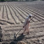 An elderly farmer busy with routine work in the farm field