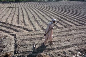 An elderly farmer busy with routine work in the farm field