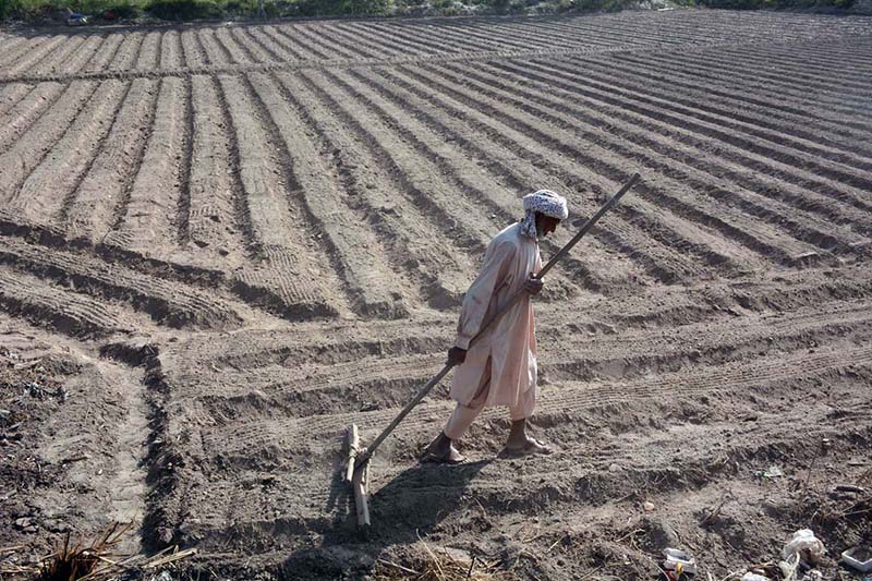 An elderly farmer busy with routine work in the farm field