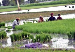 A farmer and his family sowing rice peddies in their field along G.T. Road as preparations continue for the upcoming rice cultivation season. APP/AHF/MAF/TZD/SSH