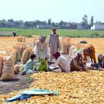 Laborers are busy spreading corn for drying purpose in the field