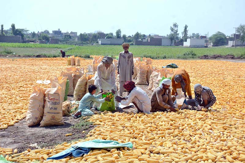 Laborers are busy spreading corn for drying purpose in the field