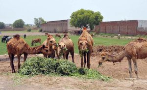 Camels feed on freshly cut green fodder at a livestock enclosure on the outskirts of the city, as farmers and herders continue routine animal care amid the summer season.