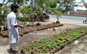 Gardener watering plants at a local nursery.