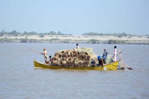 A boat laden with large bundles of traditional brooms sails across the Chenab River as traders transport goods to local markets.