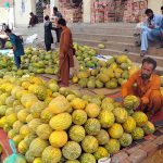 Traders arrange and display heaps of seasonal melons at a wholesale fruit market as buying and selling activity continues in the city