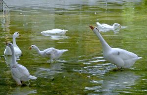White geese enjoy a leisurely swim in a pond at lake view aviary, offering a peaceful glimpse of wildlife thriving in the green spaces of the Federal Capital.