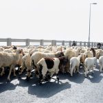 A herd of sheep is being guided across the Chenab River Bridge by shepherds while heading toward their destination