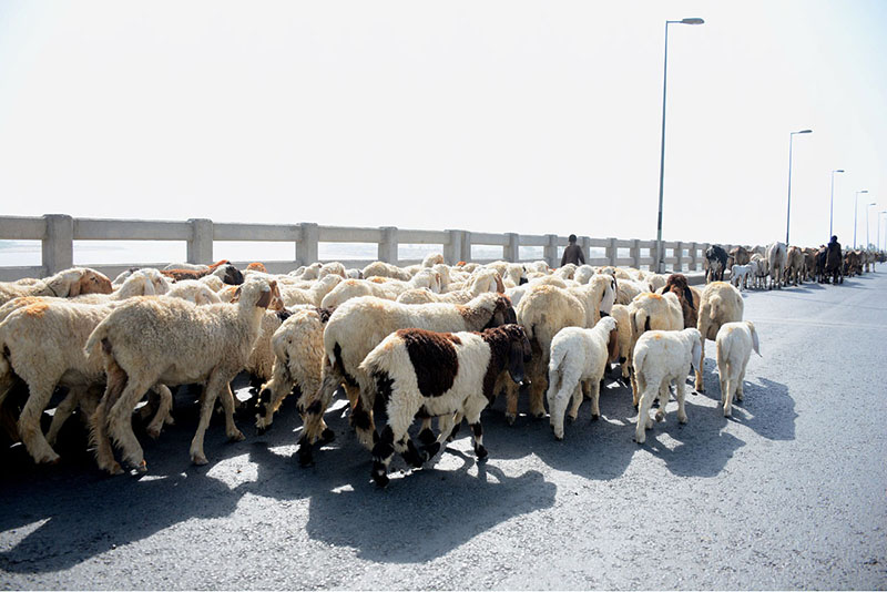 A herd of sheep is being guided across the Chenab River Bridge by shepherds while heading toward their destination