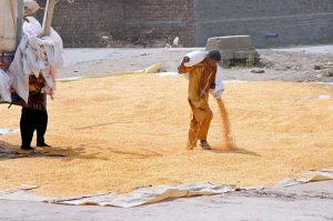 Laborers are busy spreading corn for drying purpose in the field