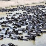 A herd of buffaloes bathing in Rice Canal during hot weather in the city
