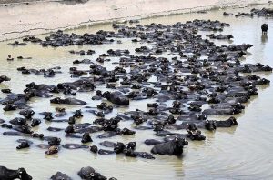 A herd of buffaloes bathing in Rice Canal during hot weather in the city