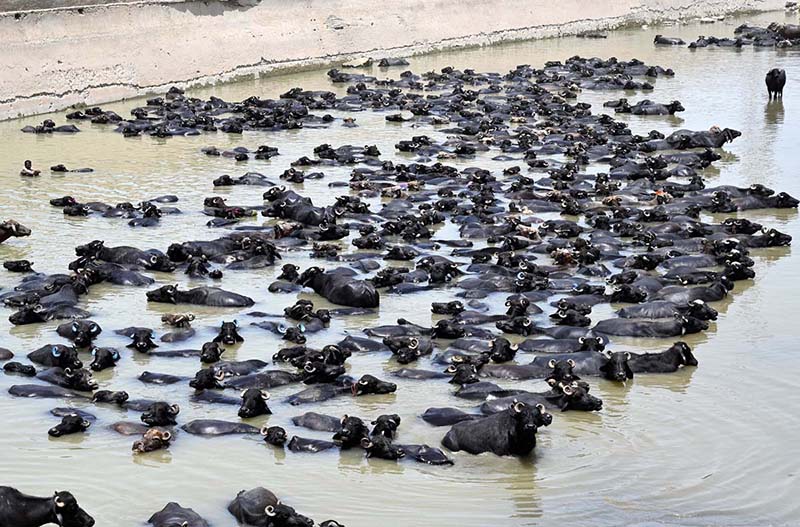 A herd of buffaloes bathing in Rice Canal during hot weather in the city