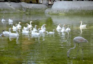 White geese enjoy a leisurely swim in a pond at lake view aviary, offering a peaceful glimpse of wildlife thriving in the green spaces of the Federal Capital.