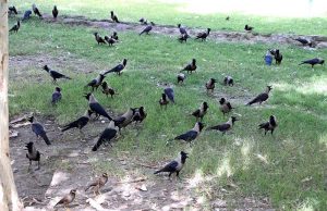 Crows open their beaks gathered under the shadow of tree due to scorching hot weather in the City.