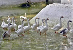 White geese enjoy a leisurely swim in a pond at lake view aviary, offering a peaceful glimpse of wildlife thriving in the green spaces of the Federal Capital.