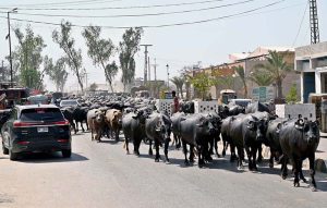 A herd of buffaloes moves along Naudero Chowk Road, disrupting the smooth flow of traffic and causing inconvenience to commuters in the area.