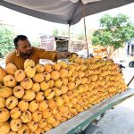 A vendor arranging and displaying mangoes on his cart to attract the customers at Qanchi Moor