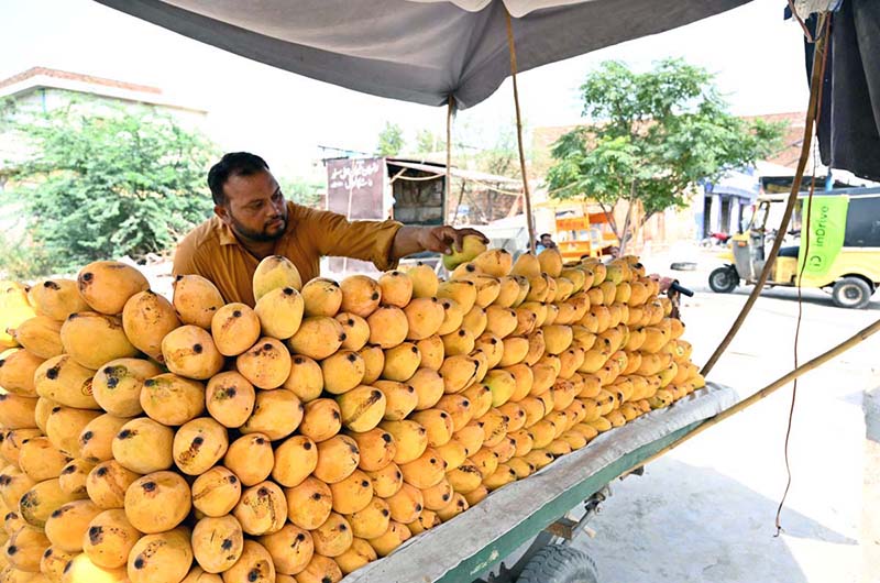 A vendor arranging and displaying mangoes on his cart to attract the customers at Qanchi Moor